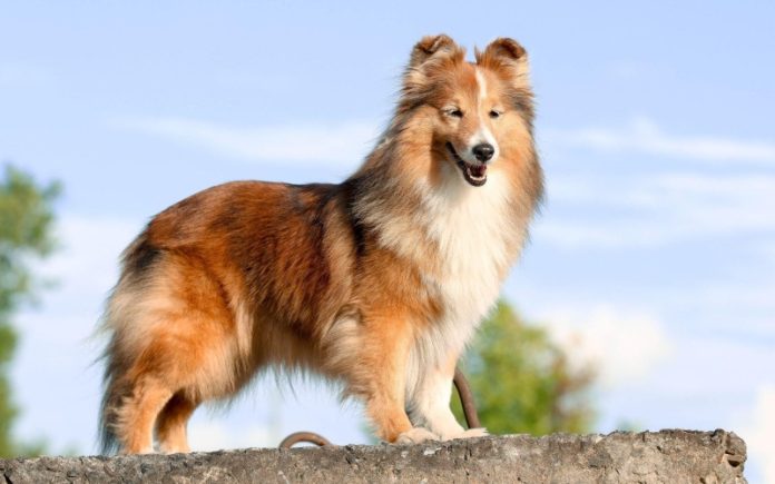 sheltie